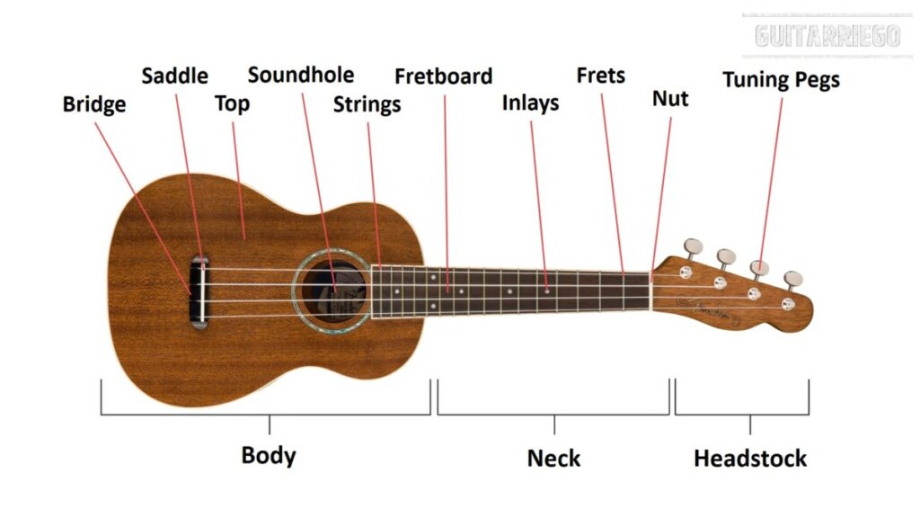 Parts of the Ukulele: importance and functions